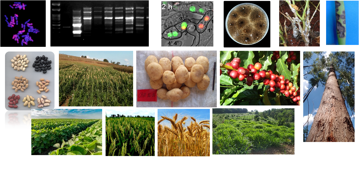 Imagens_linhas_pesquisa